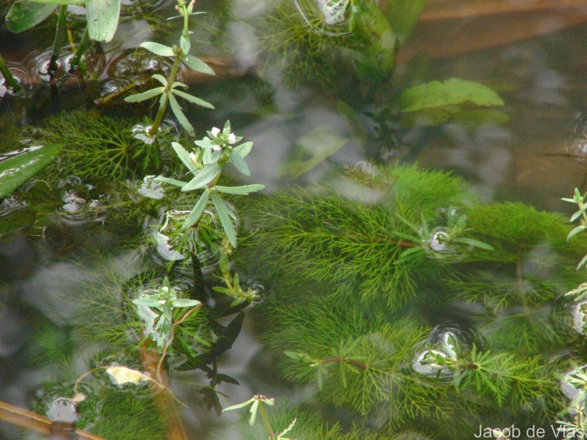 Limnophila heterophylla (Roxb.) Benth.